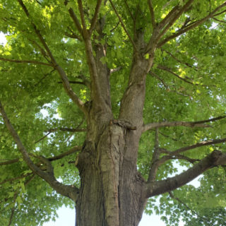 The Kitchen Musician ~ October 2022